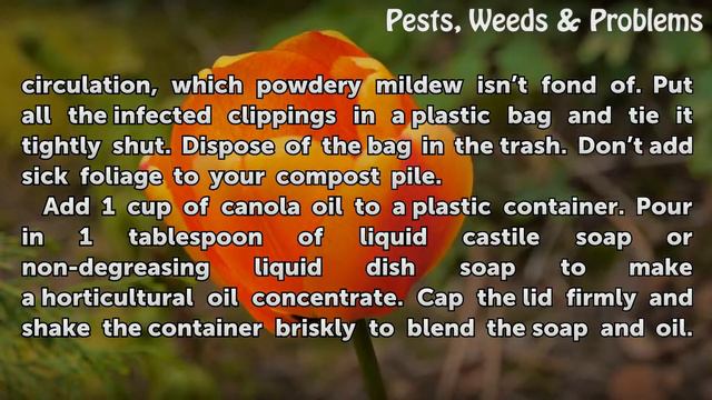 How to Cure Gerbera Daisy Fungus смотреть онлайн