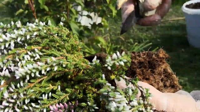 Вереск и. Осенняя посадка смотреть онлайн