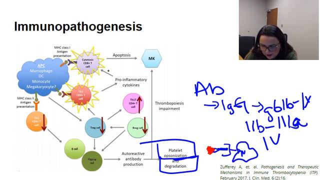 Immunopathogenesis Of ITP