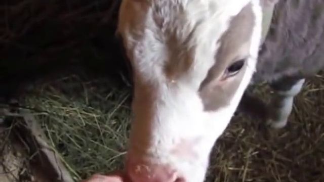 Рацион кормления телят в 1 месяц смотреть онлайн