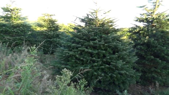 Пихта Нордмана (срубленная новогодняя пихта) 16045 смотреть онлайн
