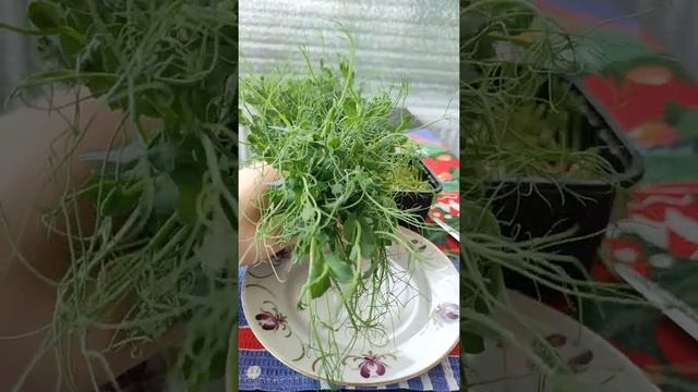 #Shorts Великая сила витаминов ростков гороха смотреть онлайн