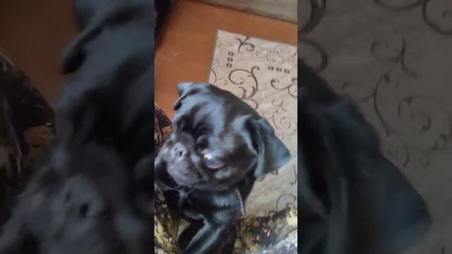 Утреннее Мопс-Фу, зубастый черный дракопс... смотреть онлайн