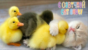 Приколы с котами С ОЗВУЧКОЙ ?  Самые ?смешные животные 2024