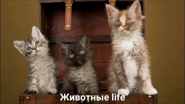 ЛАПЕРМ?/Животные life/Кошки/Животные/Интересные факты смотреть онлайн