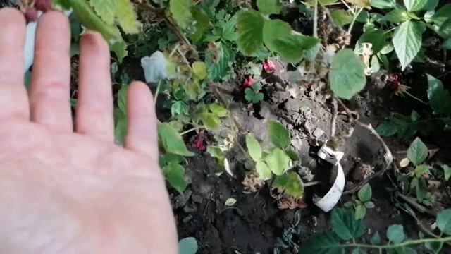 Фитофтора цикадка белокрылка боремся за урожай смотреть онлайн