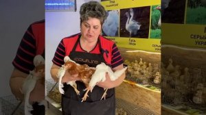 Куры несушки Леггорн, Браун ник, Коралл