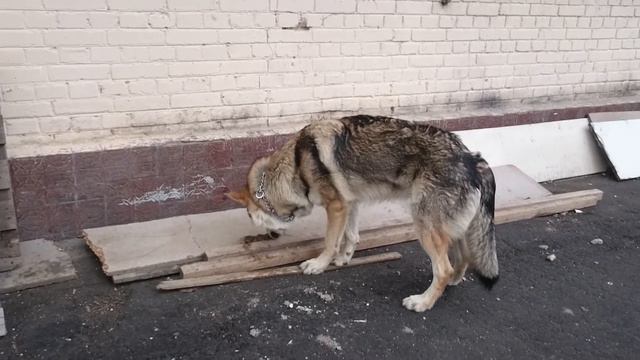 Канис ловит крысу Финал Март 2016 смотреть онлайн