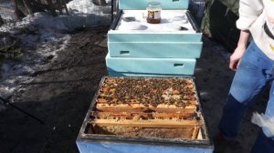 Весенняя обработка пчёл молочной сывороткой.