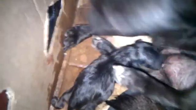 Newborn Puppy смотреть онлайн