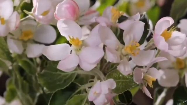 Весенние цветы смотреть онлайн