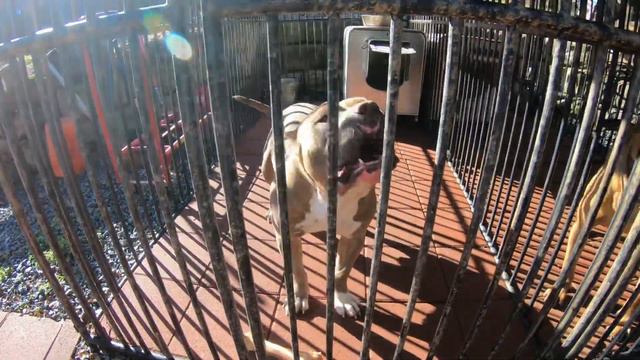 Largest High Performance American Bully, Pit Bull, Bandog, and French Bulldog kennel: Stud island смотреть онлайн