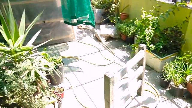 Grafted Lemon Ki Cutting Bi Kamyab Ho Gai || Good Result Of 3 Months