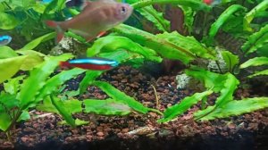 Какие растения не едят мои рыбы/What plants are resistant to plant-eating fish