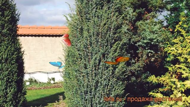 Можжевельник обыкновенный Мэйер ? обзор: как сажать, саженцы можжевельника Мэйер смотреть онлайн