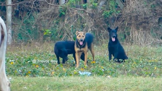 Summer StreetDogs!! Rhodesian Ridgeback Vs Golden Retriever in Trevor Roy Village.#02 смотреть онлайн