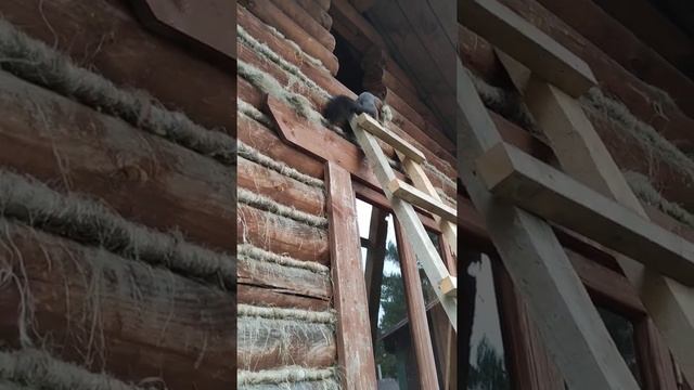 Конопатка не прошла 