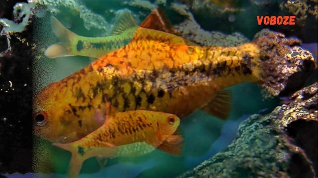 Барбус Шуберта. Содержание, совместимость, разведение и чем кормить смотреть онлайн