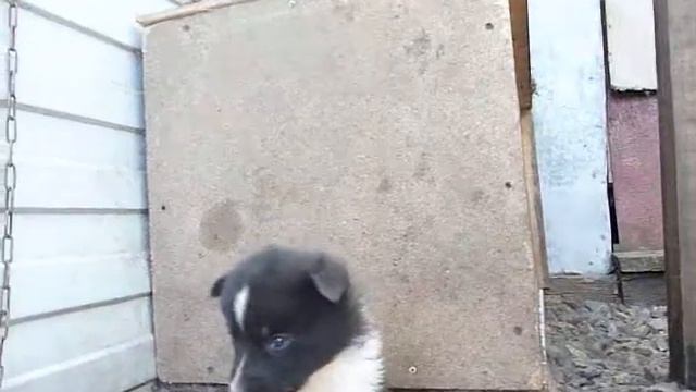 Щенки от Тайги и Шатуна 12.05.2016 г. смотреть онлайн