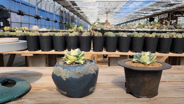 꽃분이네선인장이야기 Agave potatorum var vershaffeltii f. variegata 아가베포테이토럼 베르샤펠티 смотреть онлайн