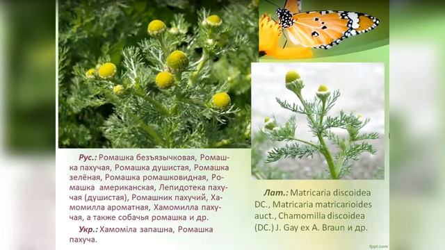 Ромашковый вебинар. Часть 1 смотреть онлайн