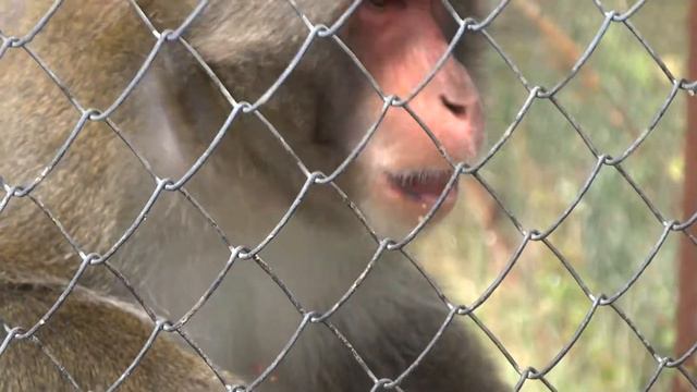 Парк львов Тайган Крым отпуск 2017 смотреть онлайн
