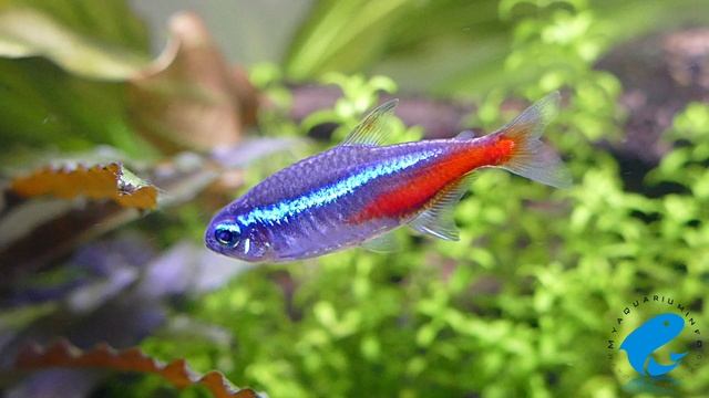 How Many Fish Can You Keep In An Aquarium Fish Tank ? смотреть онлайн