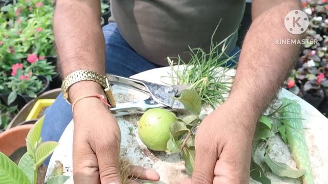 आजकल नकली विधि से पौधे बना रहे हैं || Fake plant propagation method || смотреть онлайн