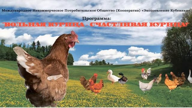Программа в МНПОК "Экопоселение Кубеинка" : ВОЛЬНАЯ КУРИЦА -счастливая курица смотреть онлайн