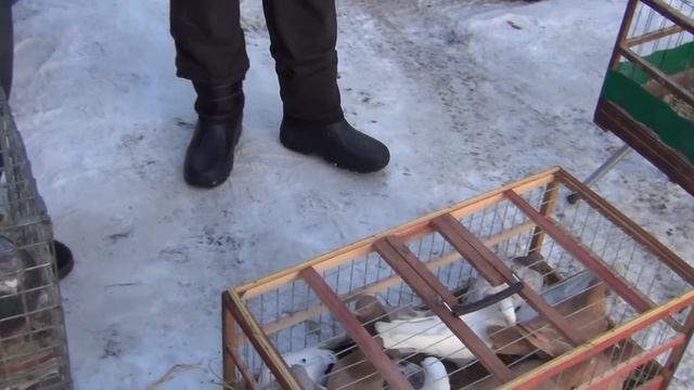 Выставка-ярмарка голубей в Мичуринске 11.02.2023г. смотреть онлайн