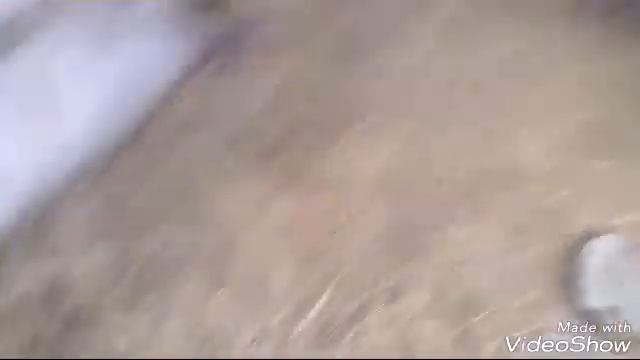 АСД для голубей Ч-1