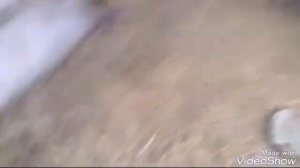 АСД для голубей Ч-1