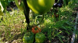 Уэс ! Полный обзор томата