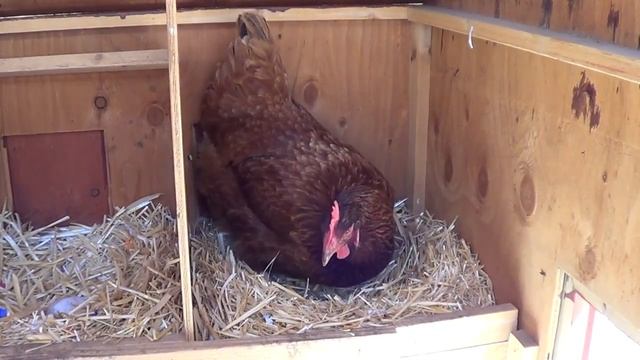 Упрямая и настойчивая курица ждёт своей очереди Снести яйцо смотреть онлайн