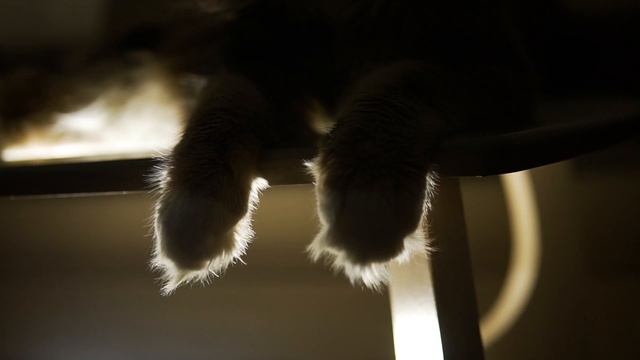 Репортаж о работе клуба заводчиков Компании «Гранд-Альфа» смотреть онлайн