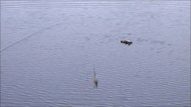 Как достать утку с воды