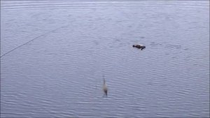 Как достать утку с воды
