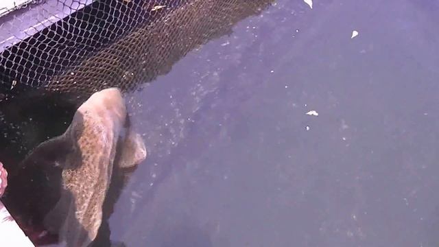 Зе́бровая аку́ла[ лат. Stegostoma fasciatum) смотреть онлайн