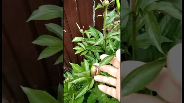 Сад и его обитатели смотреть онлайн