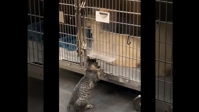 Смешные коты. Только представьте, что они делают наедине смотреть онлайн