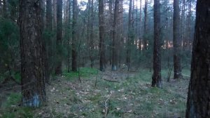 Стрелковый тест ИЖ 79-8