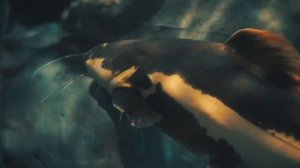 РАЗБОРКИ с ЭКСПЛУАТАТОРАМИ!/ОКЕАНАРИУМ/СОЧИ