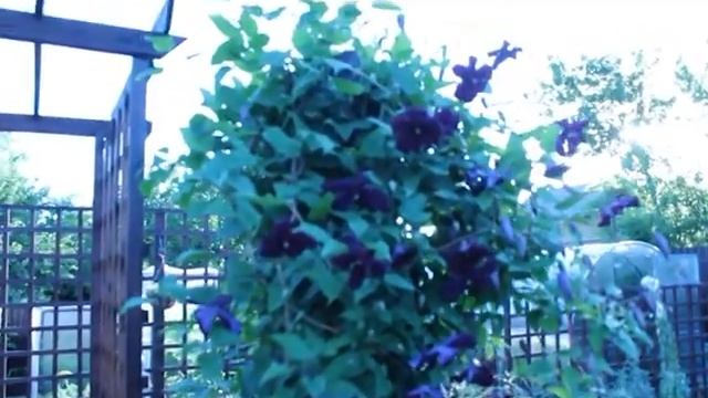 Обзор клематисов в нашем саду. смотреть онлайн