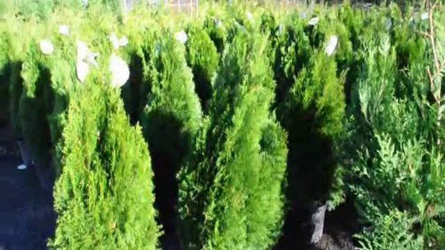 Arborviate Fertilization emerald green arborvitae, shallow roots смотреть онлайн