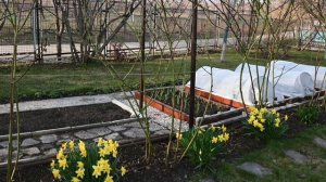 ЕЖЕВИКА РАННЕЙ ВЕСНОЙ / КАК НЕ НАДО ДЕЛАТЬ!.mp4