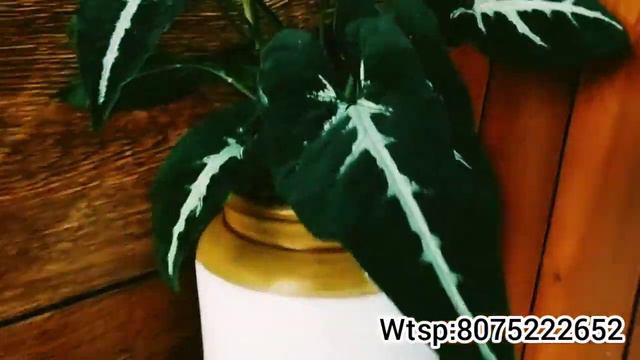 Online sale|Red caladium| syngonium|lucky bamboo|Benzy's Vlog|Low price|Combo Offer plants смотреть онлайн