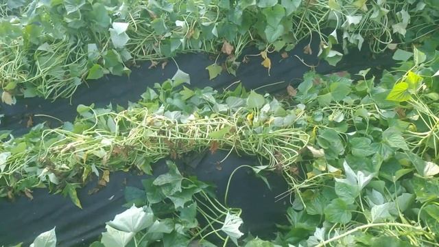 Борьба с грызунами и слизнями на батате который все заплел смотреть онлайн