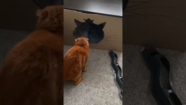 Кошачьи прятки 😻😻 смотреть онлайн