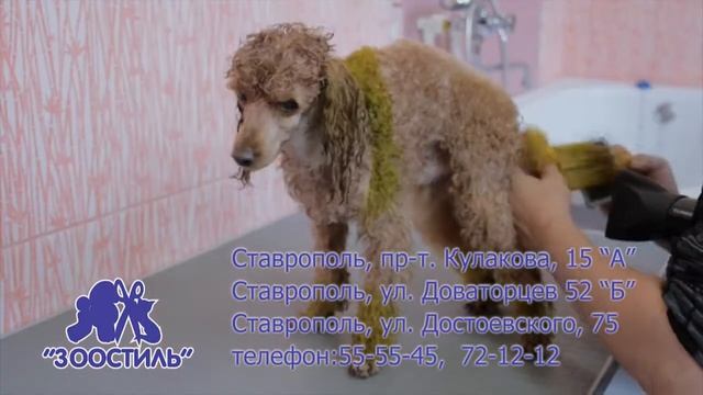 Креативные стрижки и окраска шерсти собак в Ставрополе смотреть онлайн