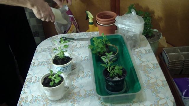 ПЕТУНИИ из ЧЕРЕНКОВ. Результаты и еще один способ. Влог. смотреть онлайн